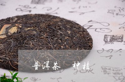 普洱茶 种植/2023090662957